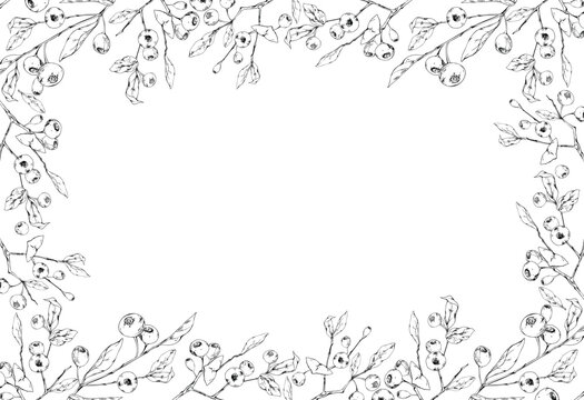 Fruiting huckleberry, whortleberry branches with lush foliage, ripe woodland berries. Isolated border frame hand drawn in vector ink. Garden signage, arboretum collections, plant identification charts