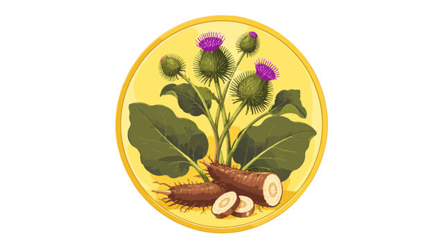 Botanical burdock plant with roots leaves and purple flowers
