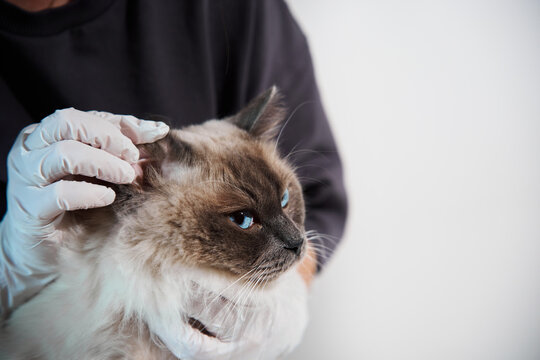 Dedicated veterinarian closely examines a domestic ragdoll cat's ear to diagnose potential otitis, inflammation, or ear mites during a veterinary clinic checkup