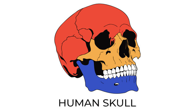 Very beautiful realistic vector illustration of a human skull featuring detailed cranial bones, jaw structure, facial anatomy, and a bold label reading "HUMAN SKULL", isolated on white background.