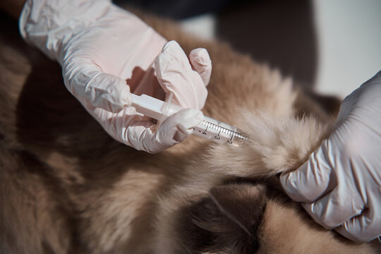Dedicated vet uses a medical syringe to deliver preventative medication and administer a subcutaneous injection to a calm ragdoll cat during an annual vaccination visit