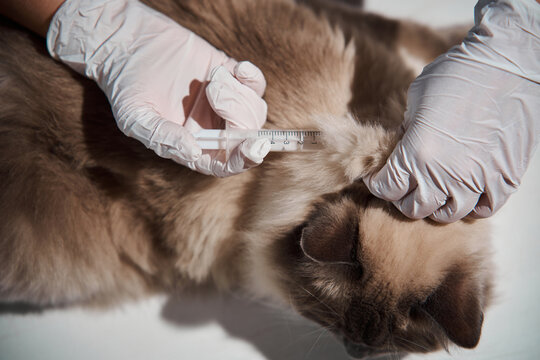 Female veterinarian carefully uses a syringe to administer a subcutaneous injection into the scruff of a pedigree ragdoll cat for annual vaccination and disease prevention