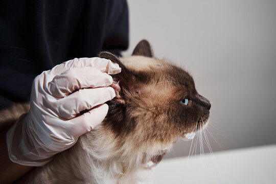 Professional veterinarian carefully examines the ear of a sick ragdoll cat to diagnose otitis and infection or parasites during a thorough clinical visit