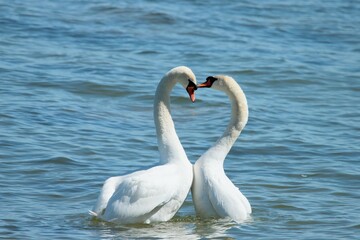 swan on the water © Aljona
