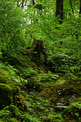 An ancient mossy tree stump in a lush green forest © kaoru