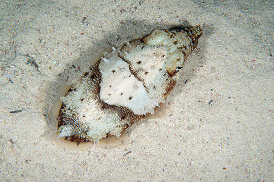 Squid eye. An extremely detailed close-up photograph of a squid's eye. Teuthida (reef squid). An image of a squid during a night dive. A squid on the sandy seabed. Egypt.
