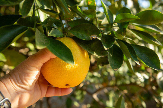 Hand picking a navel orange