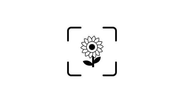 Digital scanning process of sunflower icon with glowing laser line animation.