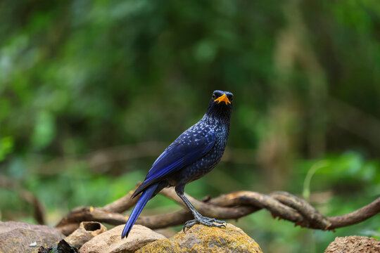 Blue Whistling Thrush (Myophonus caeruleus) forages on rocks in the shady and lush environment of the Tham Pha Phon Wildlife Sanctuary, Phitsanulok Province, Thailand.