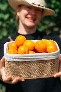 smiling woman in a straw hat holding a woven basket filled with fresh orange apricots towards the camera, gardener presenting harvest in an orchard, concept of agriculture, fruit farming, organic food