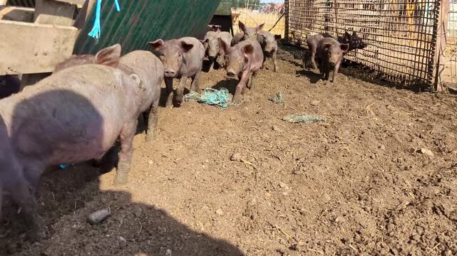  Lech&oacute;n de Cerdo ib&eacute;rico juguet&oacute;n y adorable 