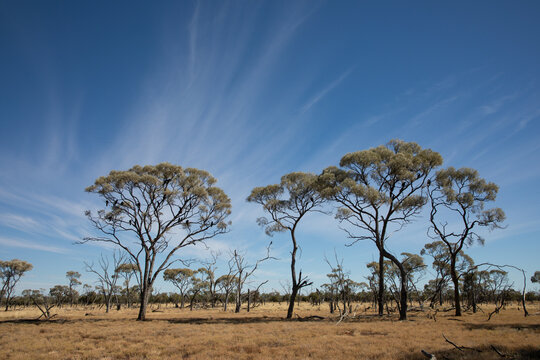 Open woodland Boree trees under a streaky sky