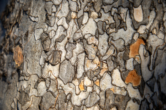 Leopardwood bark patterns