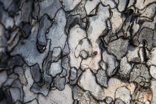 Small spider blending on Leopardwood bark