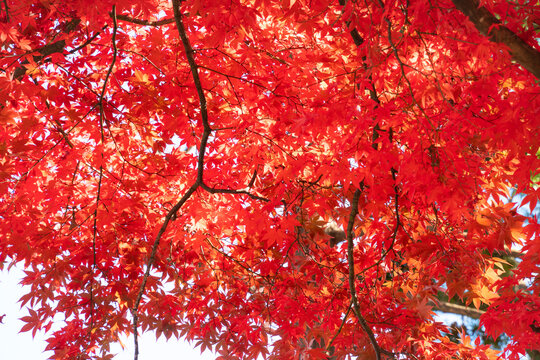 Beautiful autumn maple tree leaves with orange and red foliage against blue sky.