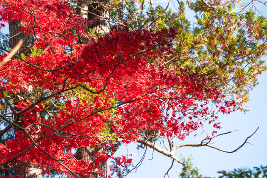Beautiful autumn maple tree leaves with orange and red foliage against blue sky.