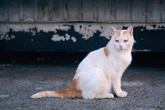 Street cat sits outdoors and looks sadly away. 