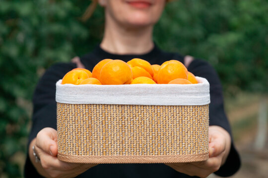 woman holding out a woven basket filled with fresh orange apricots towards the camera, gardener presenting harvest in an orchard, concept of agriculture, fruit farming, organic food, healthy nutrition