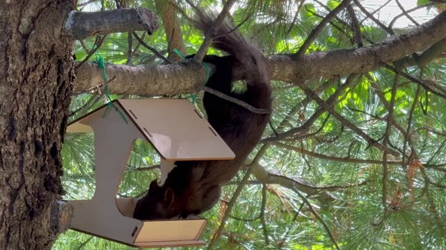 Video of a cute, white-bellied eastern black squirrel (Lat. Sciurus niger) climbing into a wooden bird feeder and enjoying crumbs and seeds in a forest park on a sunny summer day