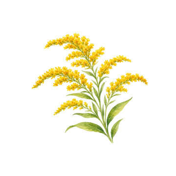 Watercolor goldenrod illustration, Goldenrod sprig clipart on white background, hand-painted late summer meadow plant element for print and botanical design