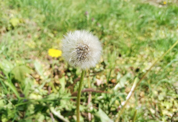 Close-up of a fluffy white dandelion seed head in a green field. The background features a vibrant green grassy field softly blurred with natural bokeh © Valentyna