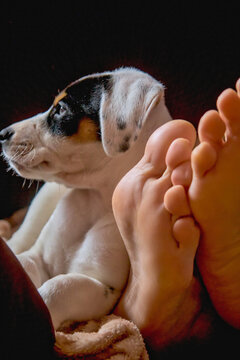 Andalusian Ratter Dog Resting On Feet