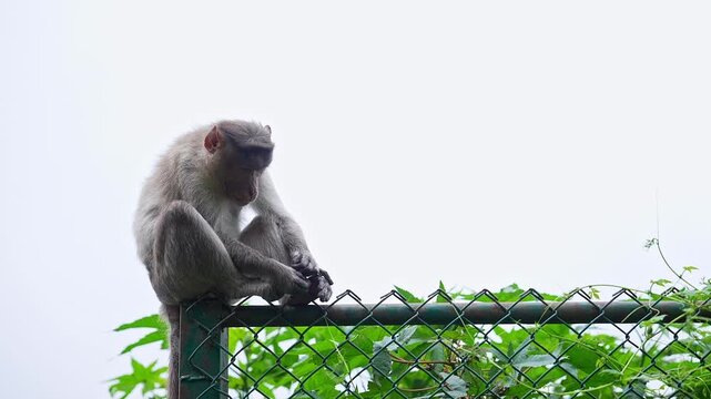 View of bonnet macaque monkey sitting peacefully on roadside barrier at nandi hills