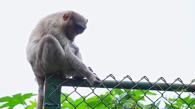 A video of bonnet macaque monkey sitting peacefully on roadside barrier at nandi hills