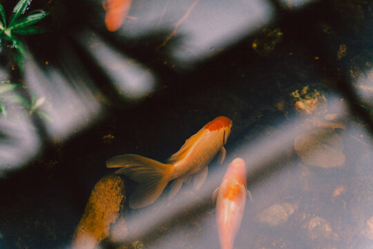 Three koi fish gliding over a bed of smooth pond stones