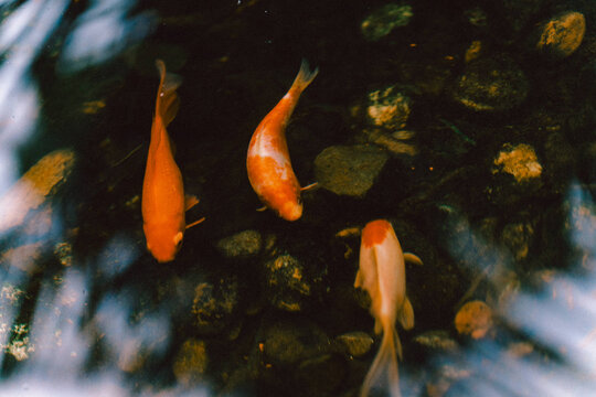Three koi fish gliding over a bed of smooth pond stones