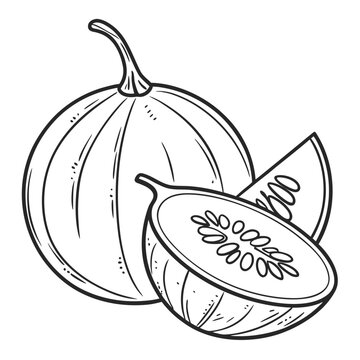 jicama vector
