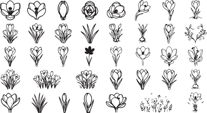 Hand drawn crocus flower icons set black ink sketches isolated on white background for botanical design projects