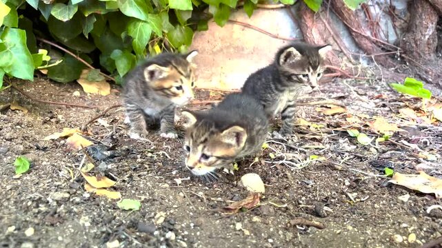 Three adorable kittens exploring their surroundings with curiosity in the garden. Sweet and vulnerable stray cats trying to discover the world one tiny step at a time in their natural habitat.