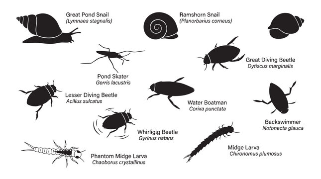Collection of aquatic insects and snails with their scientific names in a simple black and white illustration style.