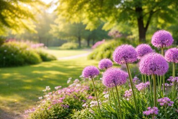 Obraz premium Purple Allium Flowers Blooming in a Sunny Park During Spring