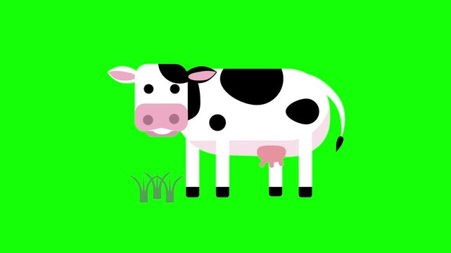 Green screen cow famale animation dairy eating and chewing grass. cartoon 2D