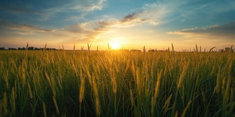 Fototapeta premium Golden Sunset Over a Lush Rice Field Under Dramatic Clouds