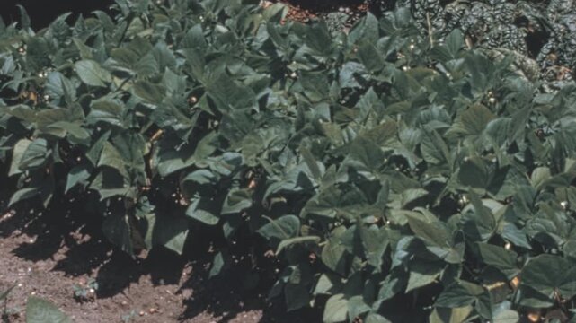 Panning close up of lush green bush bean plants, common bean (Phaseolus vulgaris), growing in a sunlit garden bed alongside leafy greens and a stack of red bricks in 1960s New York City archival