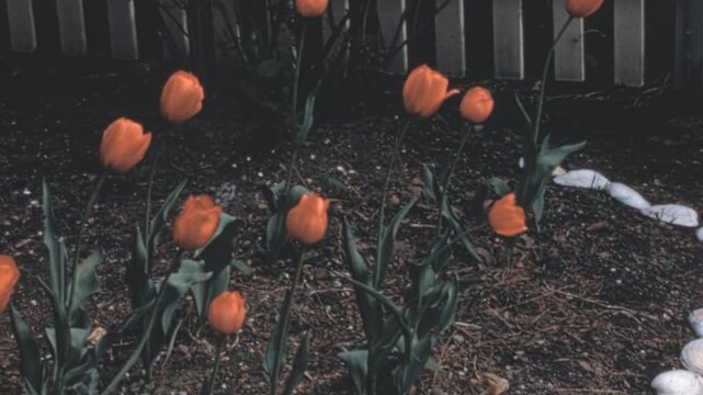 Blooming orange tulips (Tulipa) grow in dark soil with a white seashell border in a New York City residential garden. A white wooden fence and leafy bushes appear in this 1960s archival view