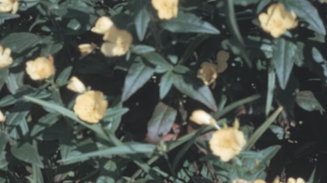 Yellow flowering plant blooms with green lanceolate leaves in a close handheld botanical shot. Generic spring or summer flora filmed outdoors in New York City USA during the 1960s archival footage.