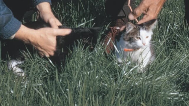Two people play with domestic cats (Felis catus) in a sunny grassy field in New York City. Handlers hold a tuxedo cat and a white cat with tabby patches on a leash during the 1960s archival footage.