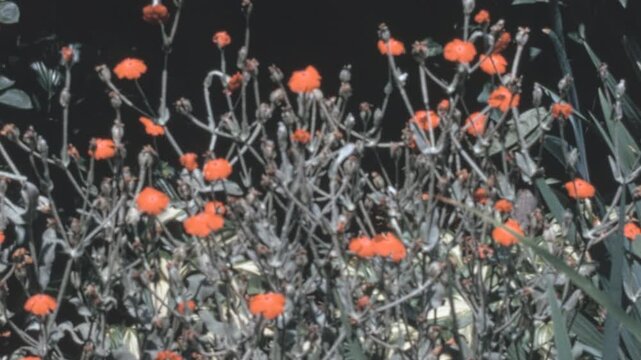 Orange red tassel flowers (Emilia coccinea) and dusty miller (Jacobaea maritima) bloom in a New York City night garden in the 1960s. Gentle movement rustles the slender stems and green grass