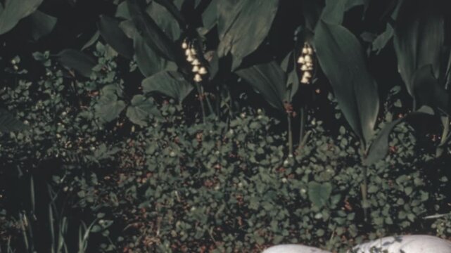 Lily of the valley (Convallaria majalis) blooms in a sunny New York City garden in the 1960s. Delicate white flowers grow behind three large decorative clam shells resting on dark soil archival