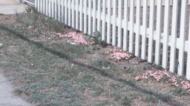 Slow pan along a classic white picket fence bordered by pink creeping phlox (Phlox subulata) blooming beside a concrete sidewalk in 1960s New York City archival footage.