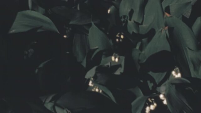 Lily of the Valley (Convallaria majalis) plant blooming with delicate white bell shaped flowers against broad dark green leaves during the 1960s in New York City archival footage.