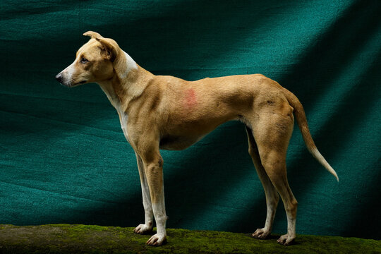 Indian Pariah Dog Standing in Profile Against Green Background