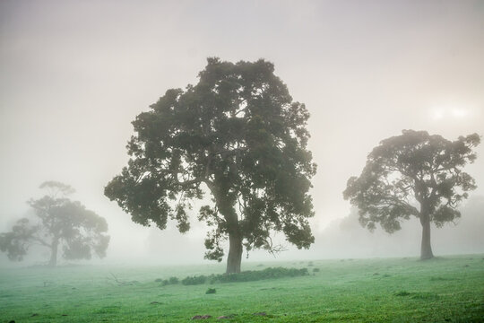 Morning sunshine breaking through fog surrounding trees in a rural setting
