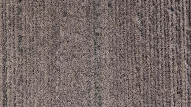 An aerial drone perspective reveals precise parallel patterns of cultivated crop rows in a vast agricultural field, a textured natural backdrop.