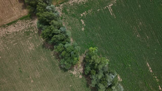 An aerial top-down perspective showing a line of trees cutting through a patterned green agricultural field in the countryside.