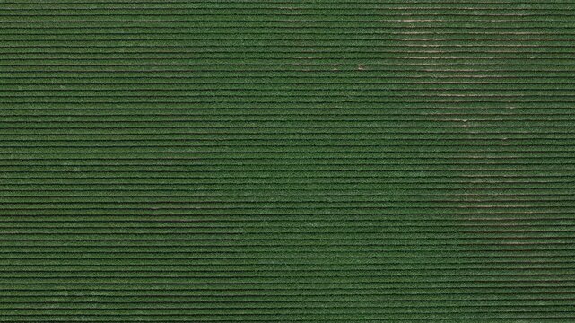 An aerial view captures the uniform rows of a lush green agricultural field, showcasing organized cultivation.